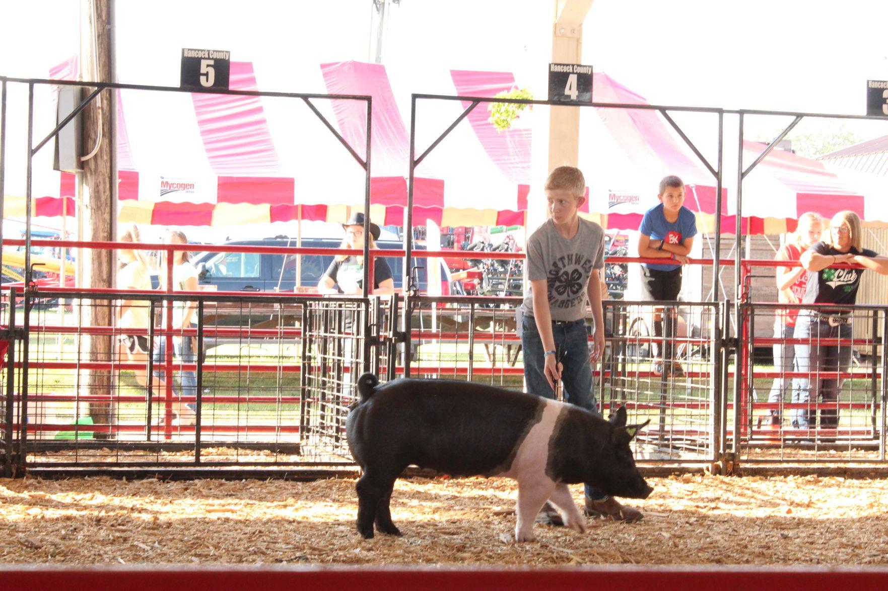 Photos 2019 Hancock County District Fair Swine Show