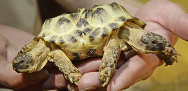 APTOPIX Ukraine Two Headed Turtle