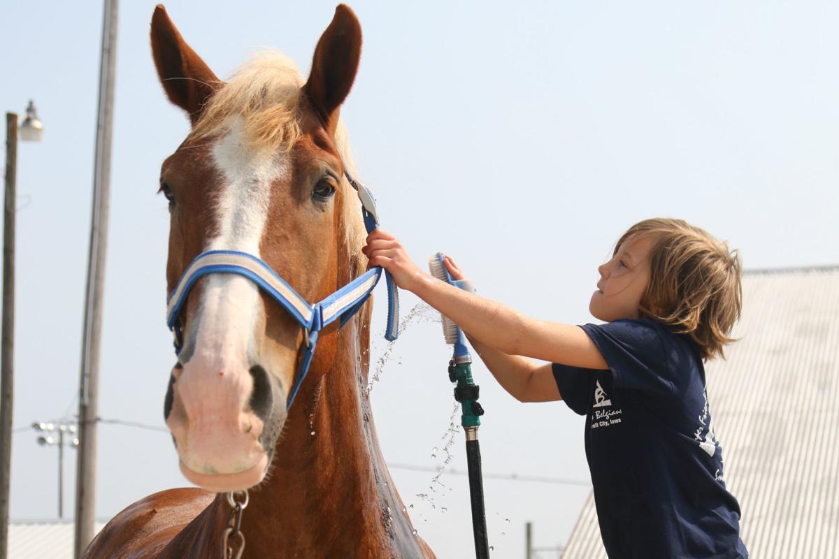 Annual Britt Draft Horse Show in full swing this Labor Day weekend