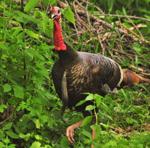 Washburn: Don't count your turkey until it's in the oven