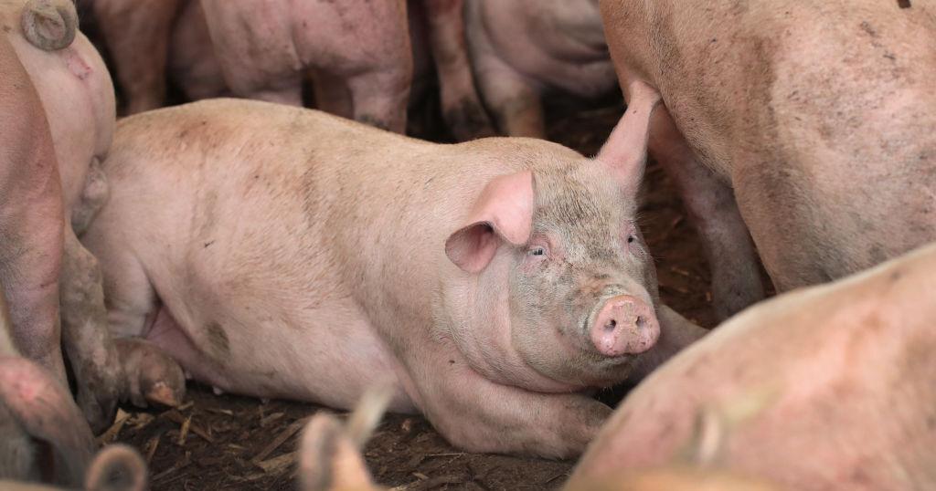 Health risks linked to concentrated livestock production - Vimarsana News