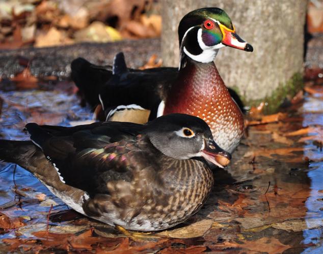 Washburn Acorneating wood ducks provide exciting hunt