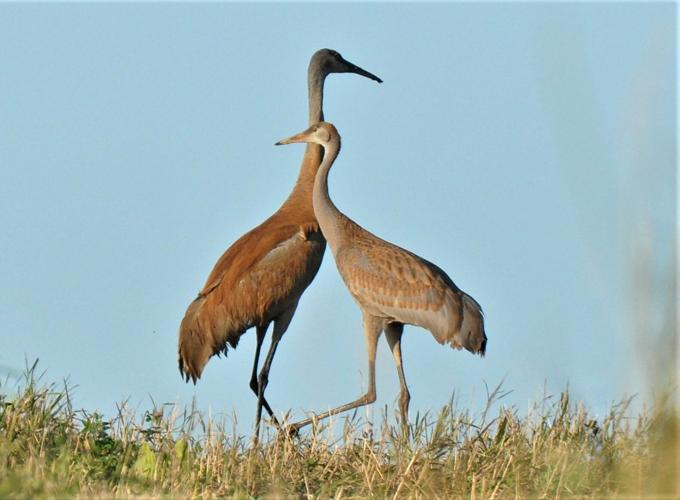 Once rare, the sandhill crane is now common in Minnesota