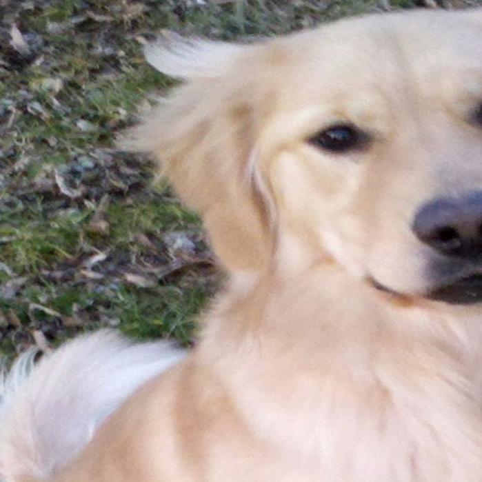 Clear Lake Gets New Police Dog Mason City North Iowa Globegazette Com