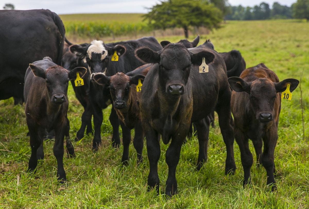 Nora Springs young farmers carry on family tradition Mason City