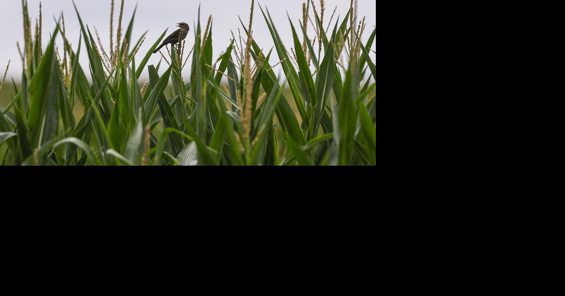 Farms riding weather roller coaster, but crops mostly doing well