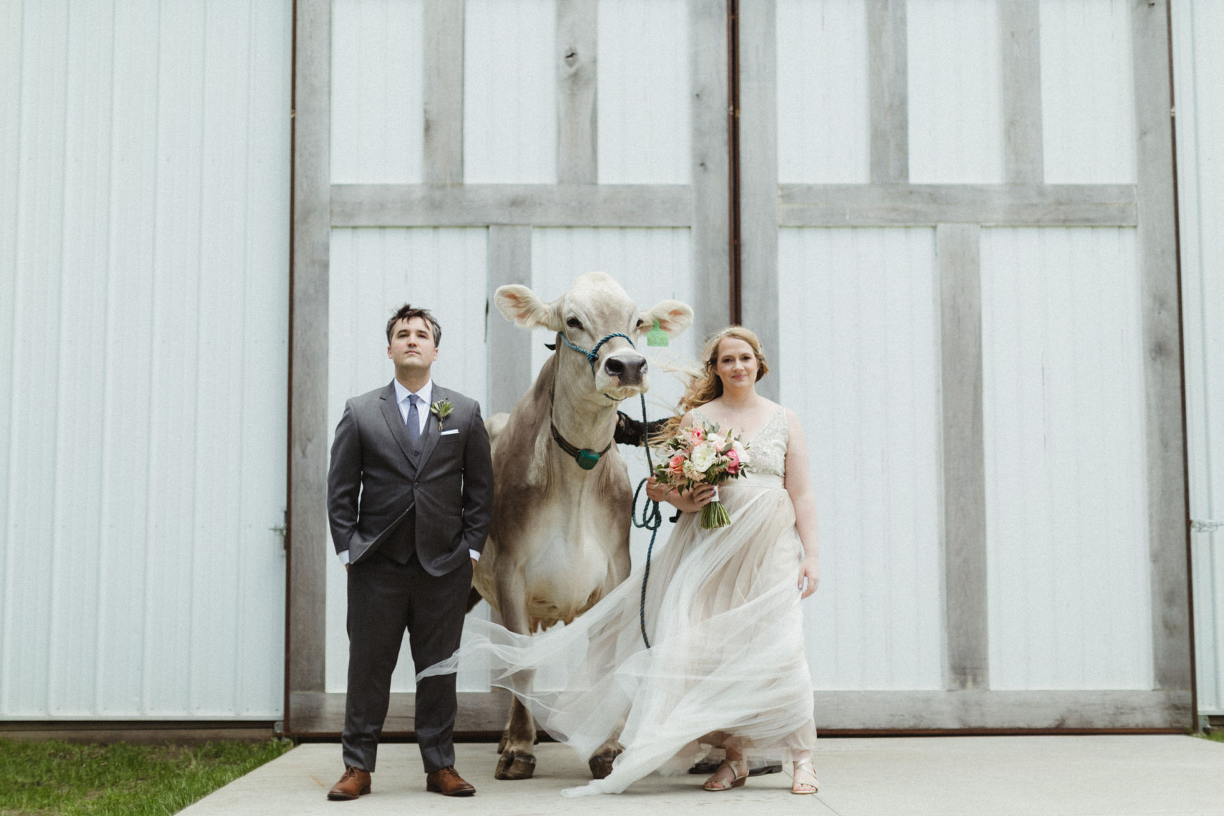 Cow in Wedding Dress