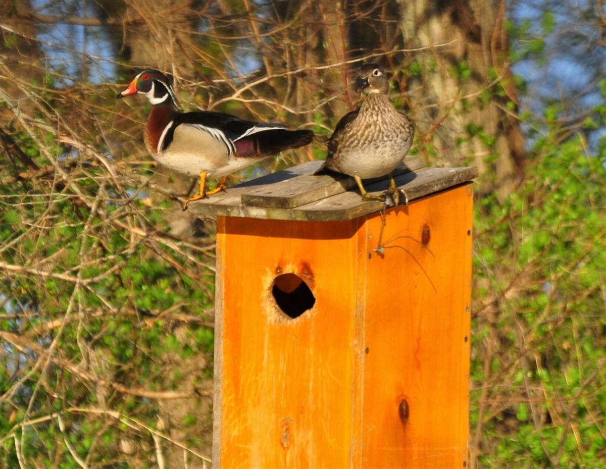 Wood duck nest box