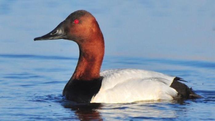 North State Customer Service >> drake canvasback | | globegazette.com North State Customer Service >> drake canvasback | | globegazette.com