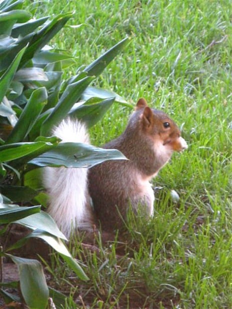 ‘Unique’ white-tailed squirrels the talk of Osage | Mason City & North