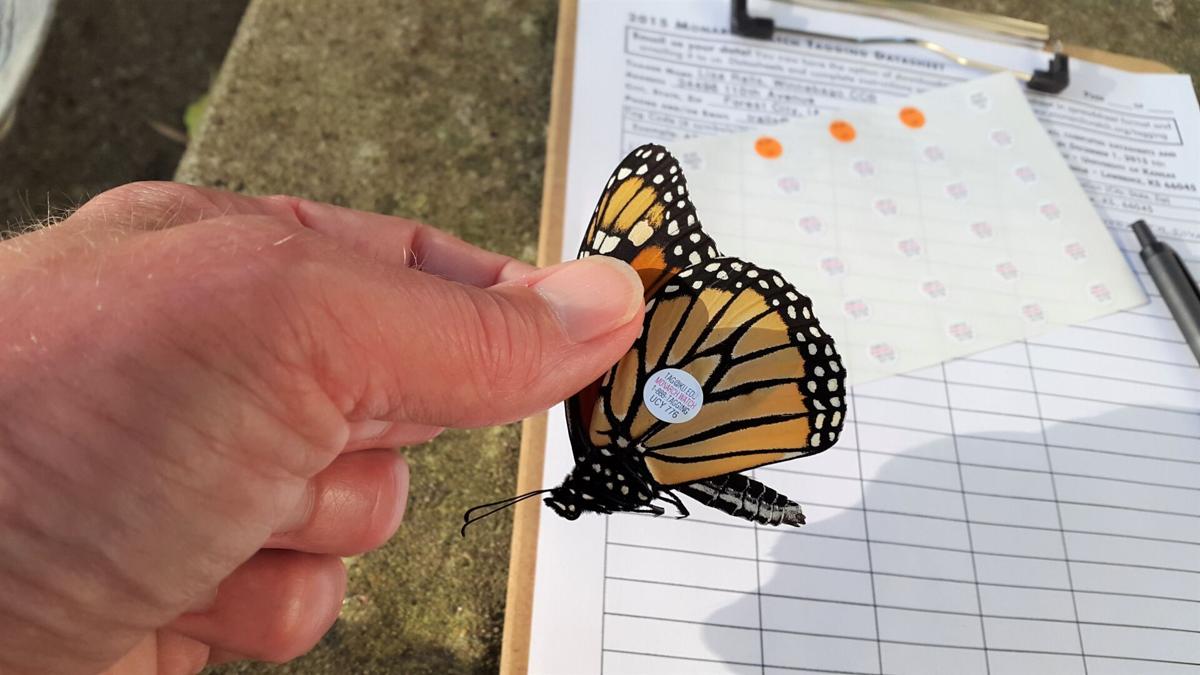 Monarch Tagging Program.jpg