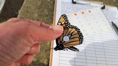 Monarch Tagging Program.jpg