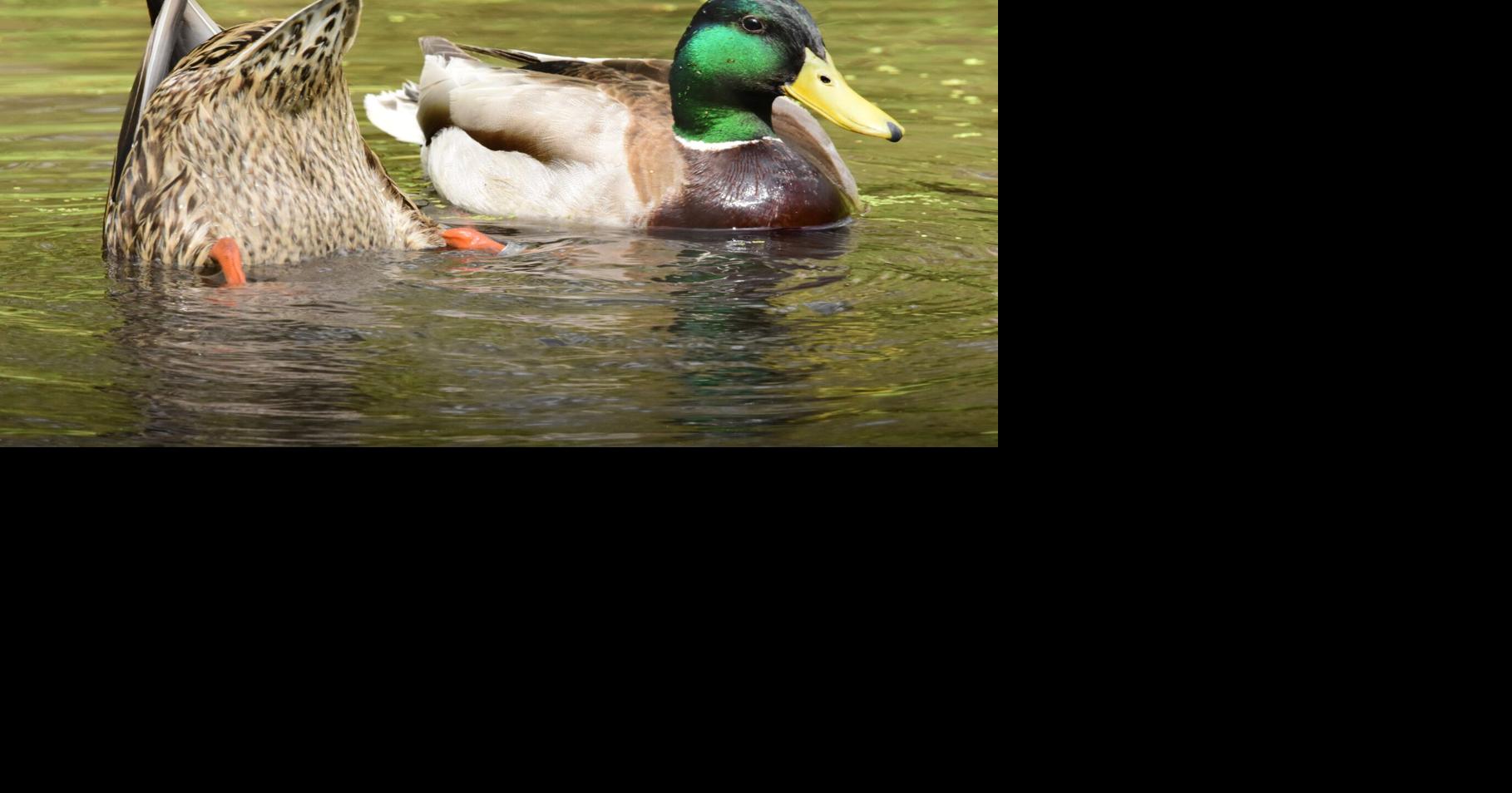 WASHBURN: Banded mallard provides rare photo opportunity