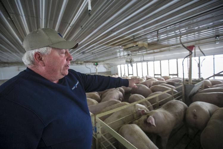 For proposed pork processing plant, North Iowa has hogs aplenty