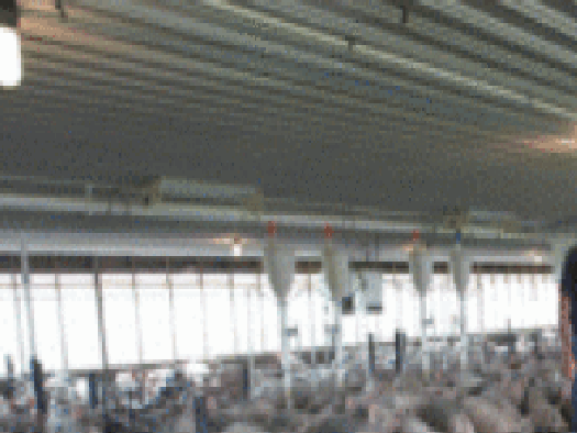 Nebraska Farmer Fueled By Hogs Globegazette Com