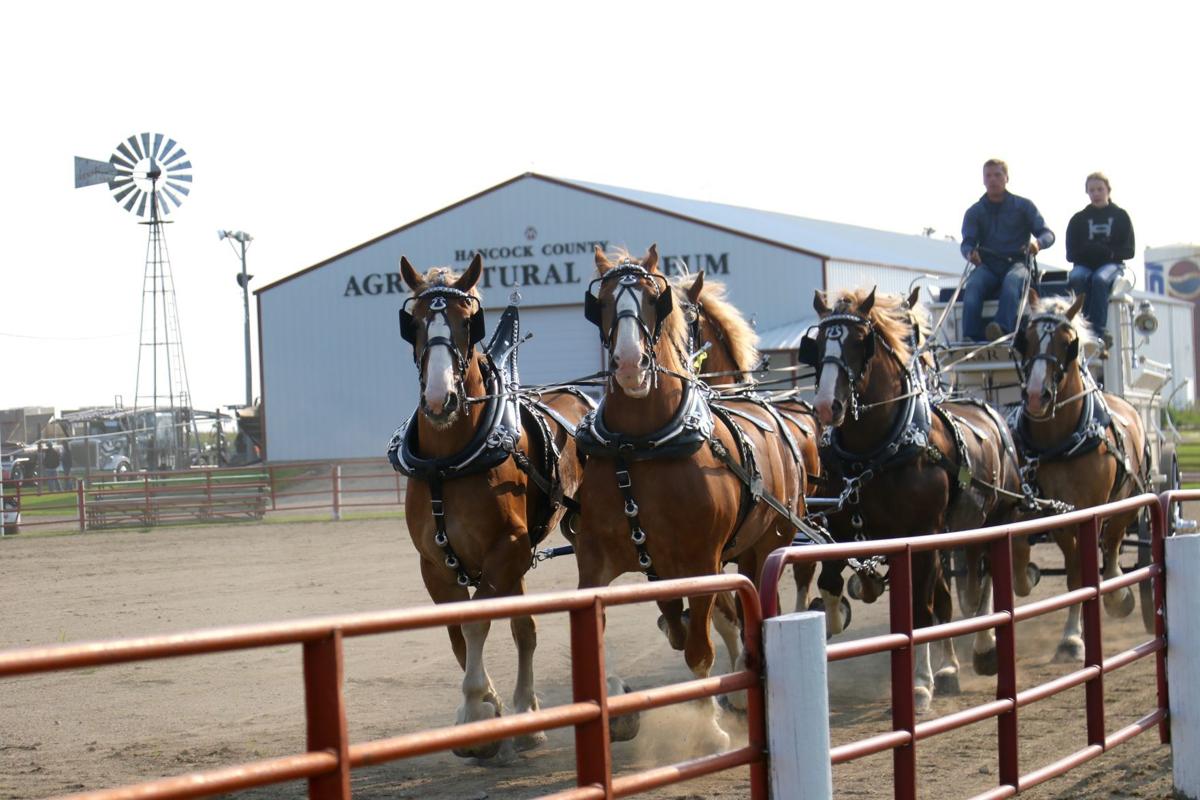 Annual Britt Draft Horse Show in full swing this Labor Day weekend