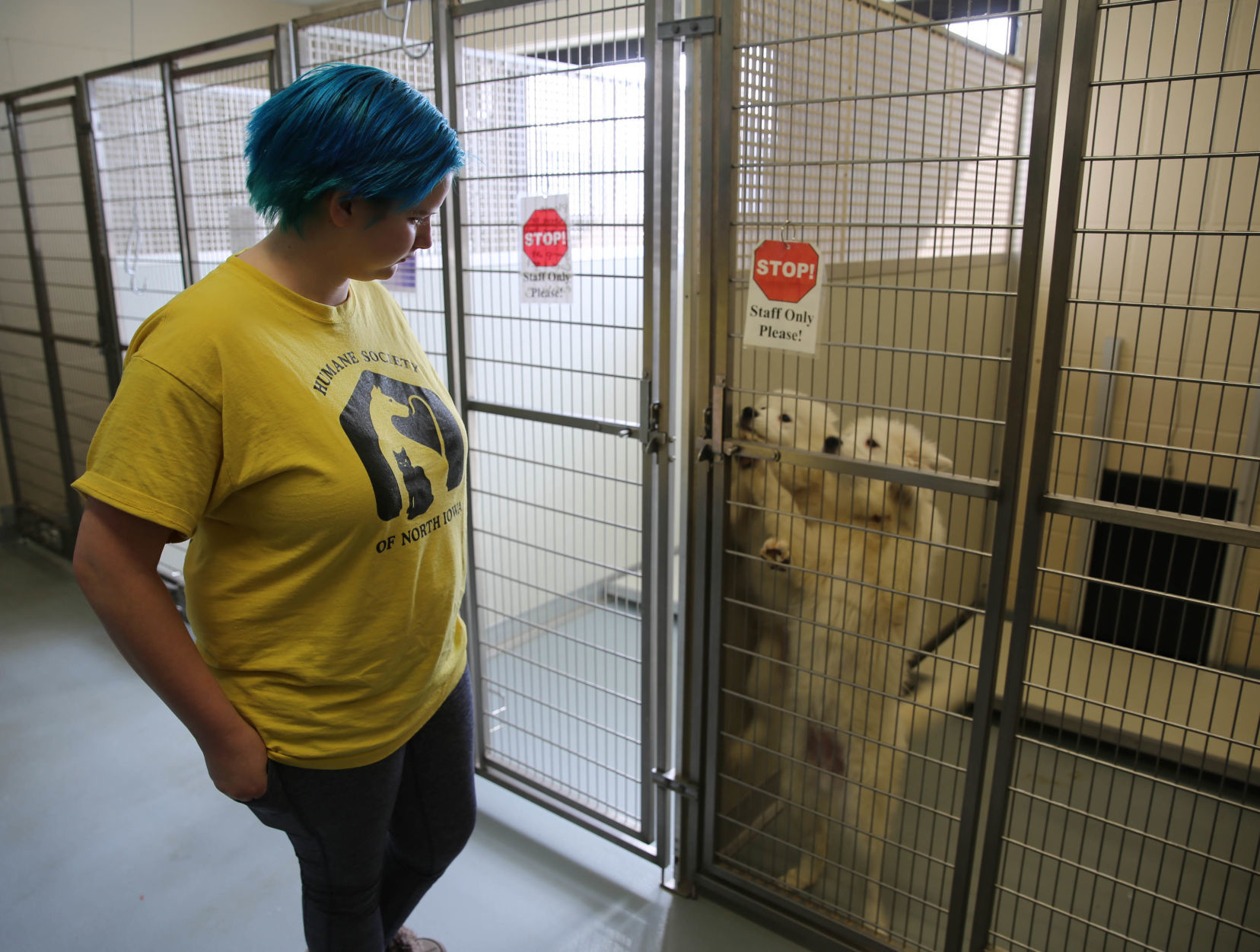 mason dog kennels
