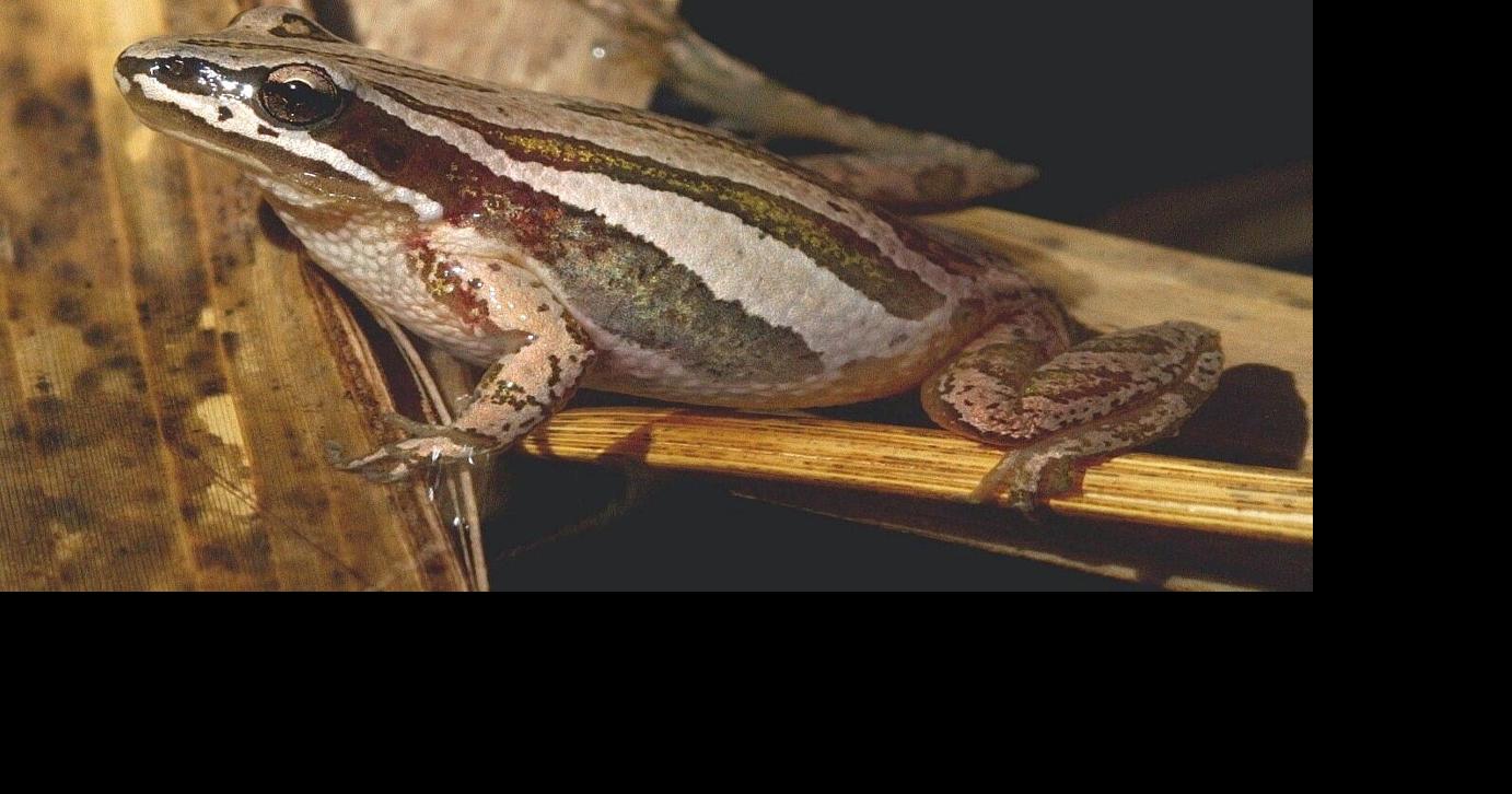WASHBURN: Celebrating the joys of spring with singing frogs
