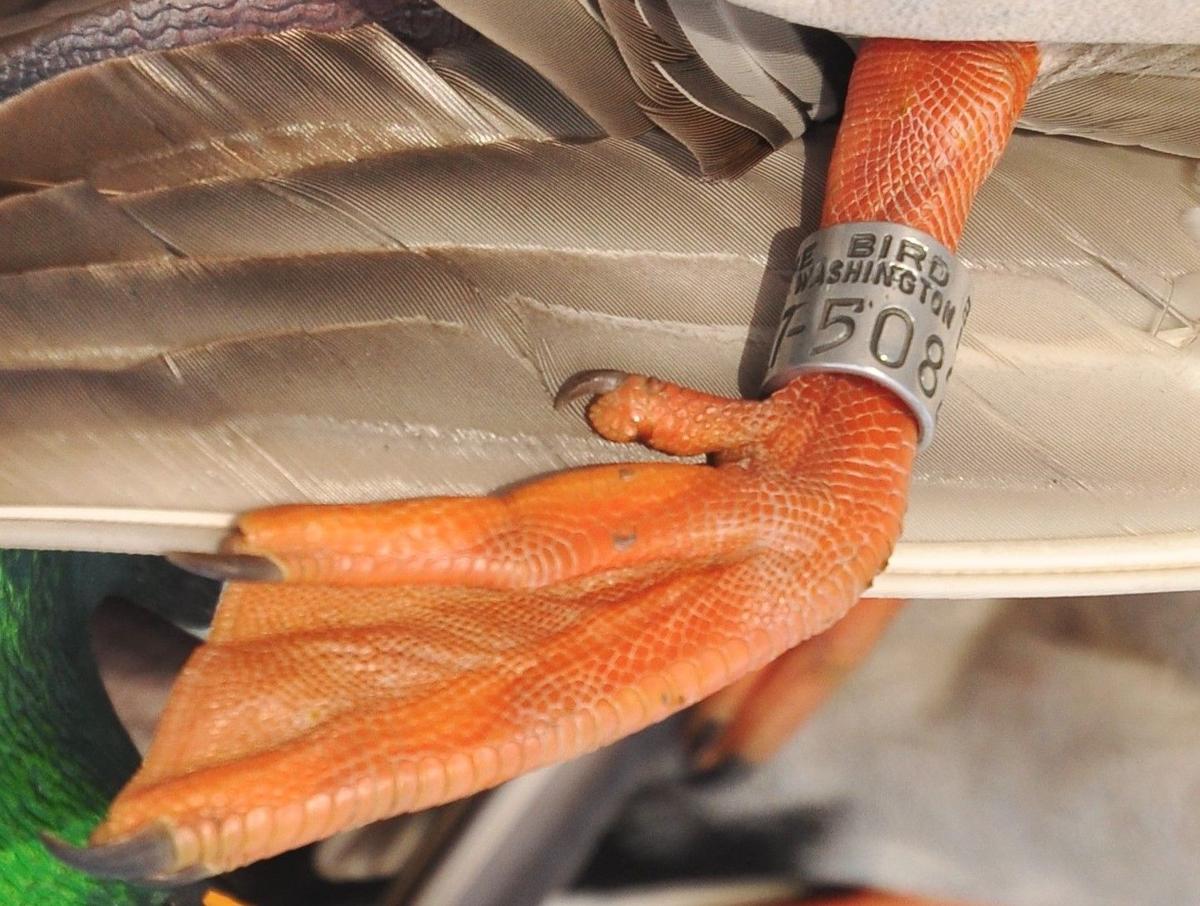 Banded duck completes epic flight Features