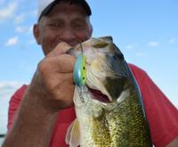 Largemouth bass