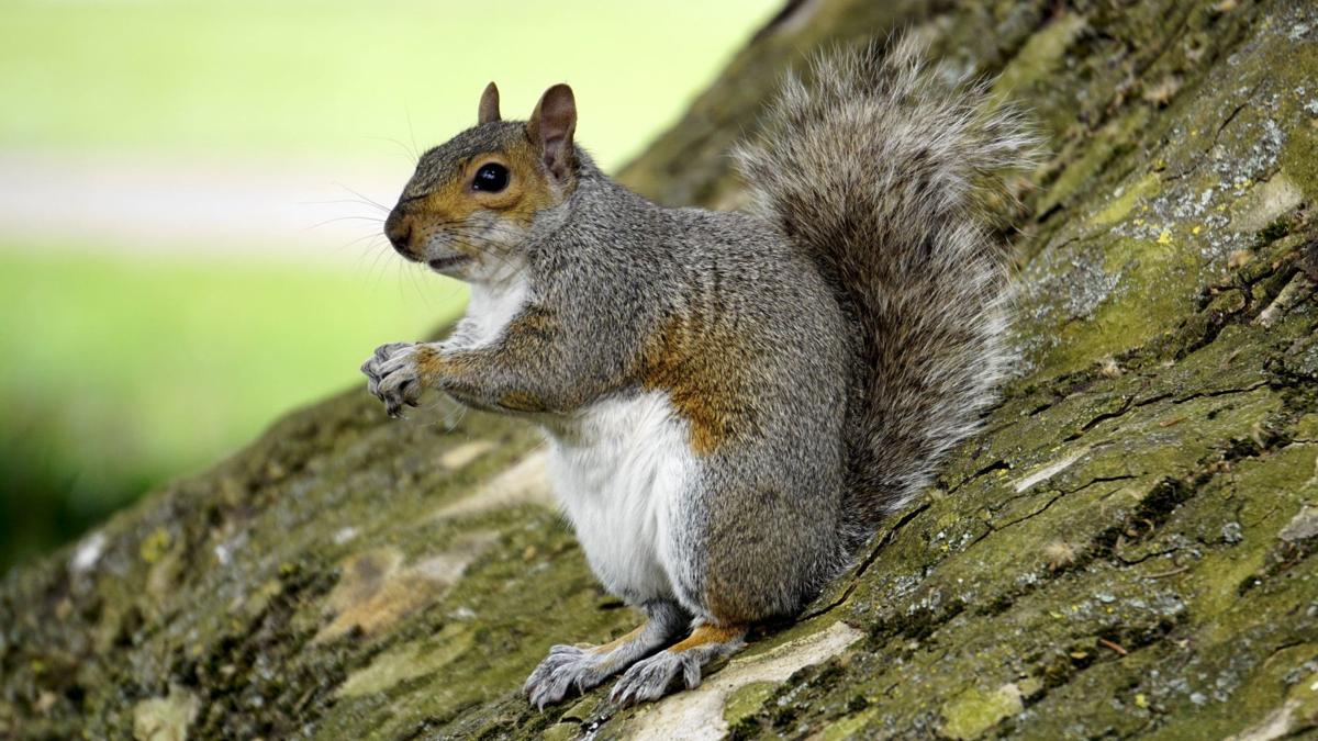 Iowa man shot during opening day of squirrel hunting Iowa & The