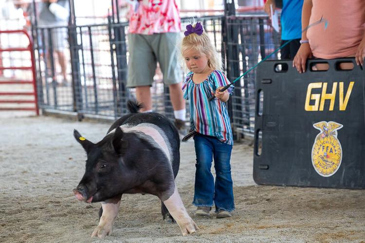 A young girl shows a pig at the Hancock County District Fair..jpg