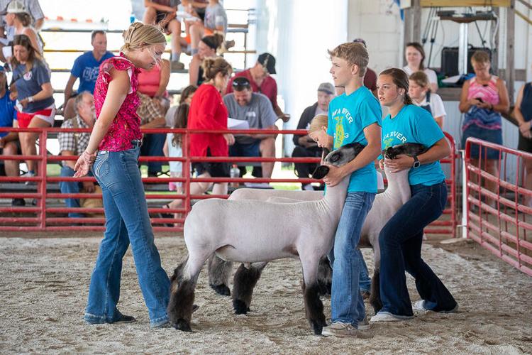 Area youth show sheep to the judge during the 4-H and FFA show at the Hancock County District Fair..jpg