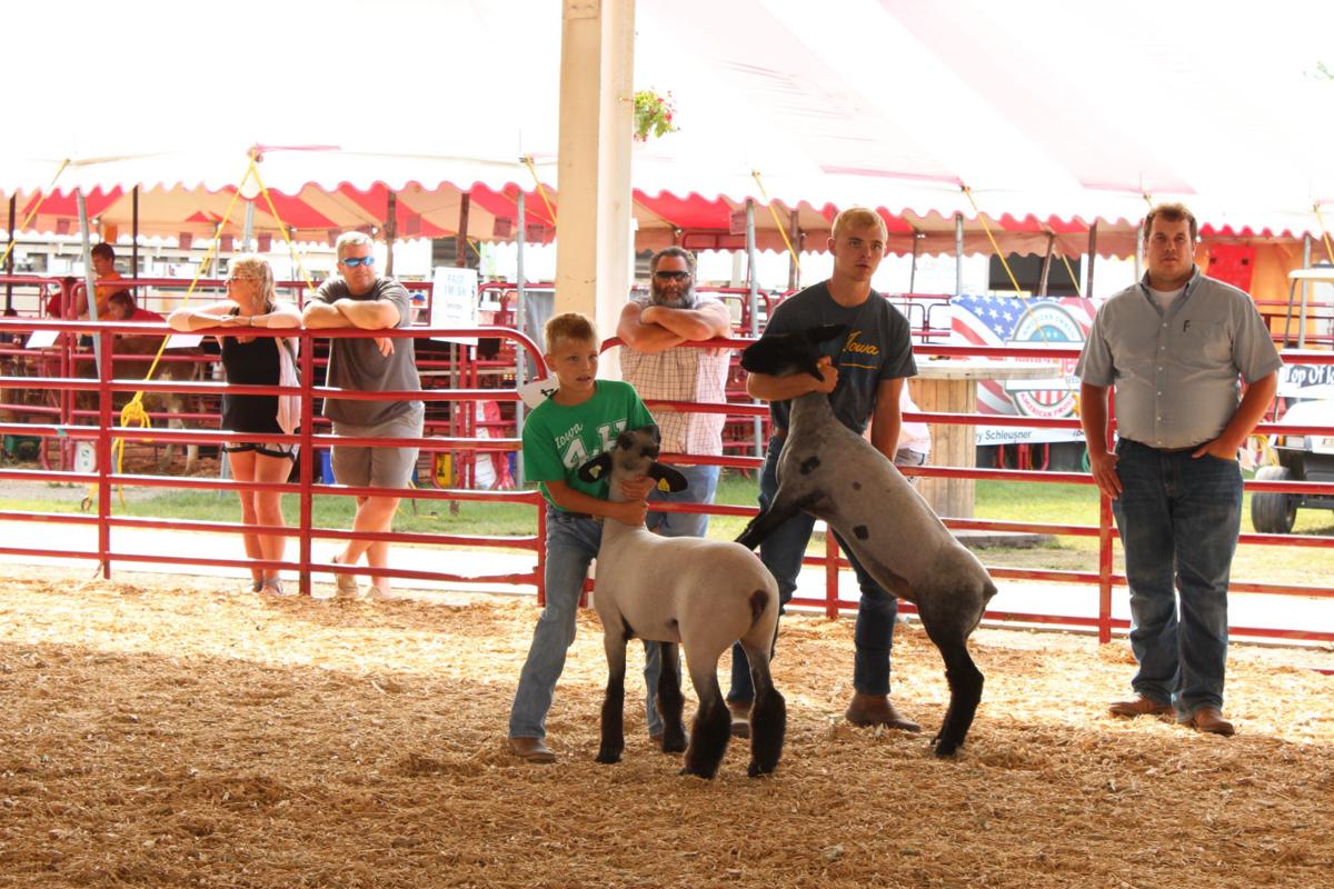 Young exhibitor wins sheep showmanship awards News