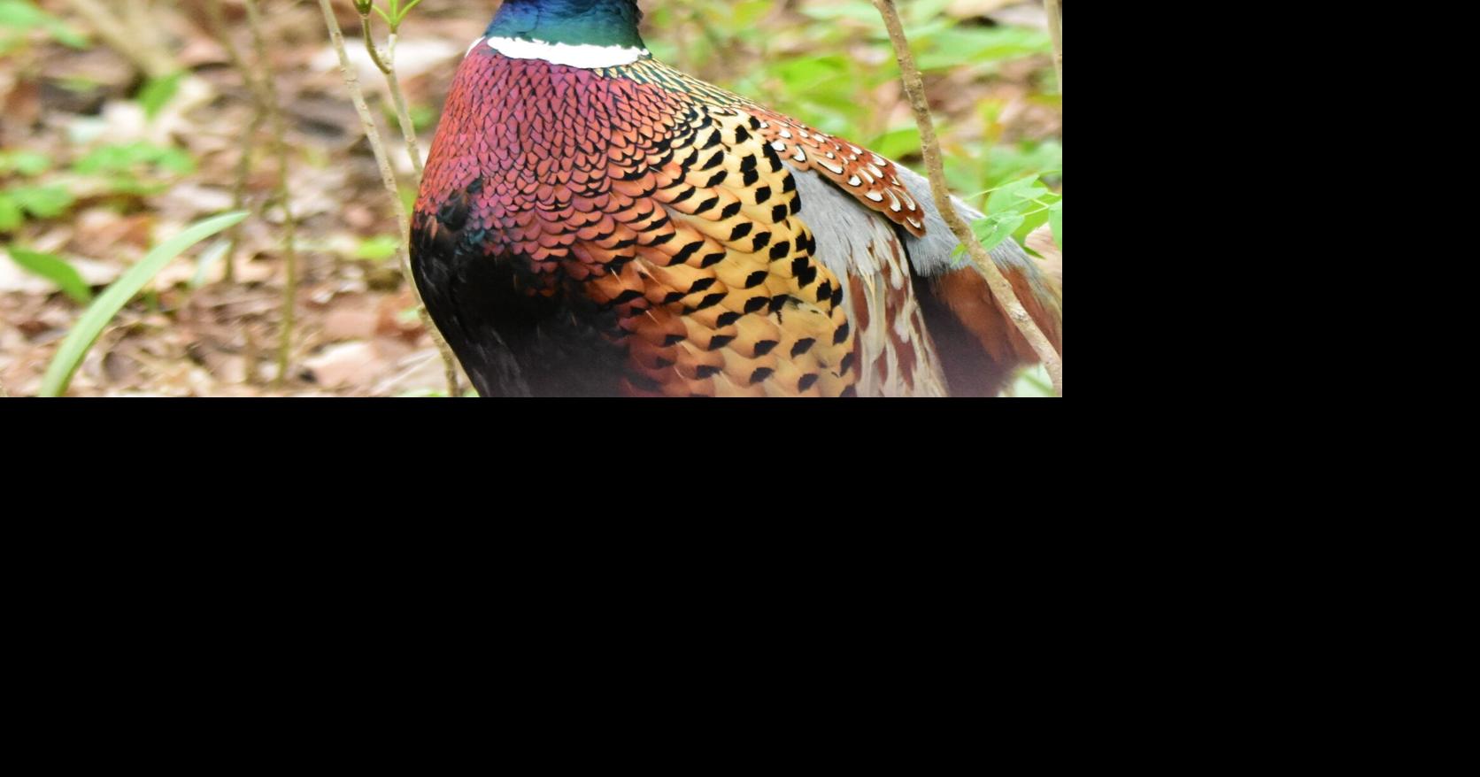WASHBURN: Right place, right time for ring-necked pheasant's spring ritual