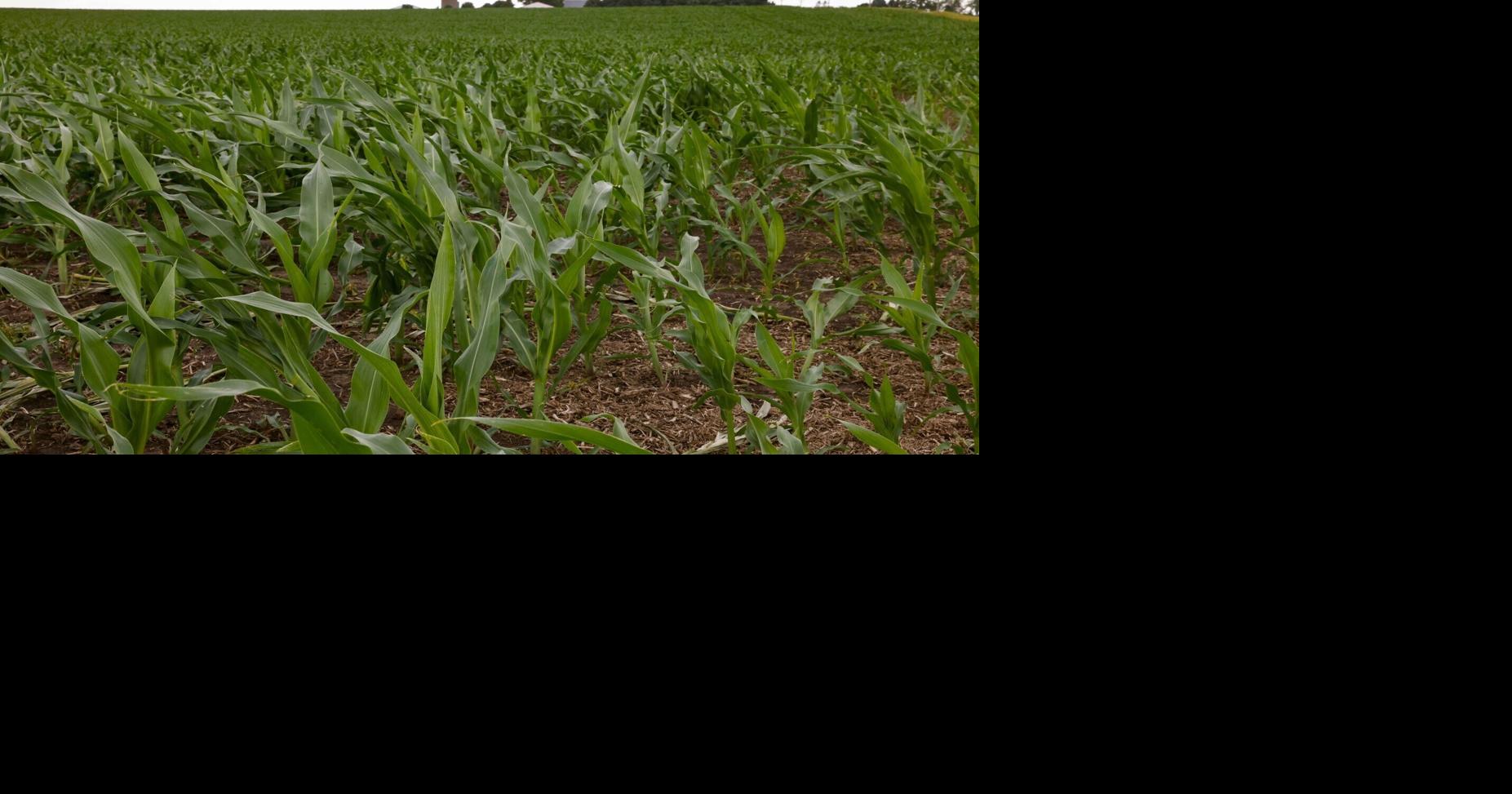 Thunderstorms, derecho damaged crops, property in Iowa last week