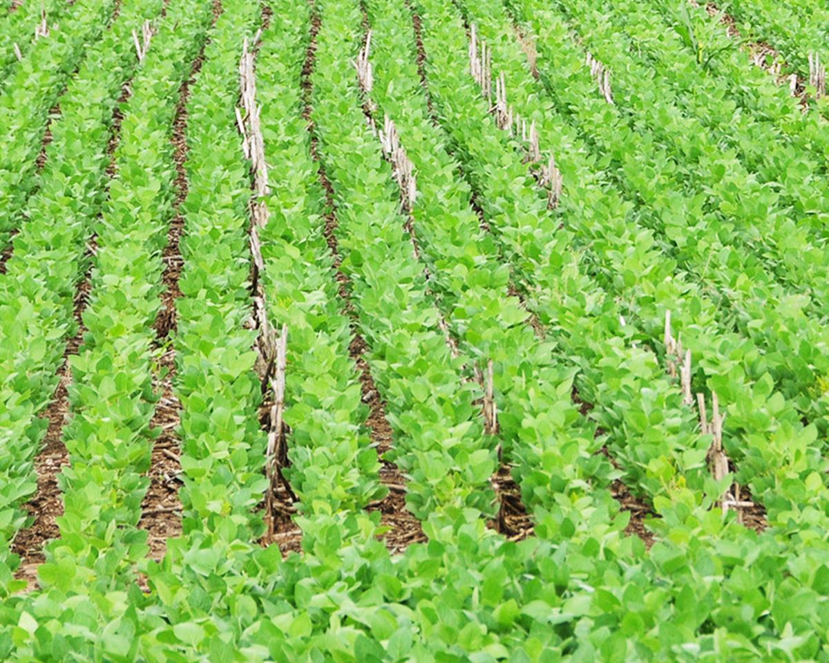 No-till soybeans