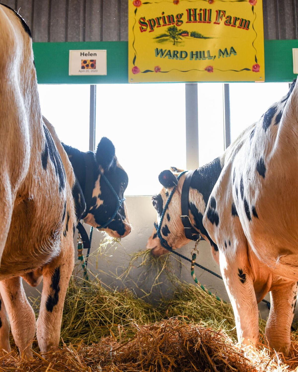 Topsfield Fair preparations