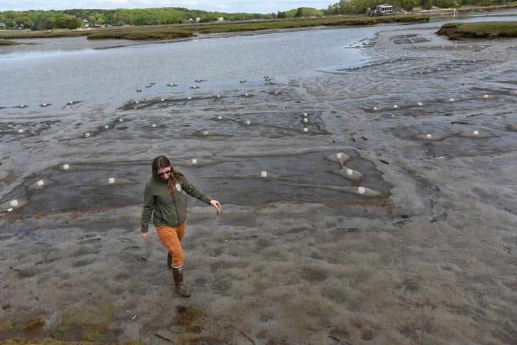 To catch a clam: Nets placed to reinvigorate Gloucester flat