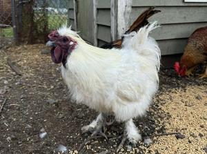 Peabody farmer asks public to stop dumping roosters over fence