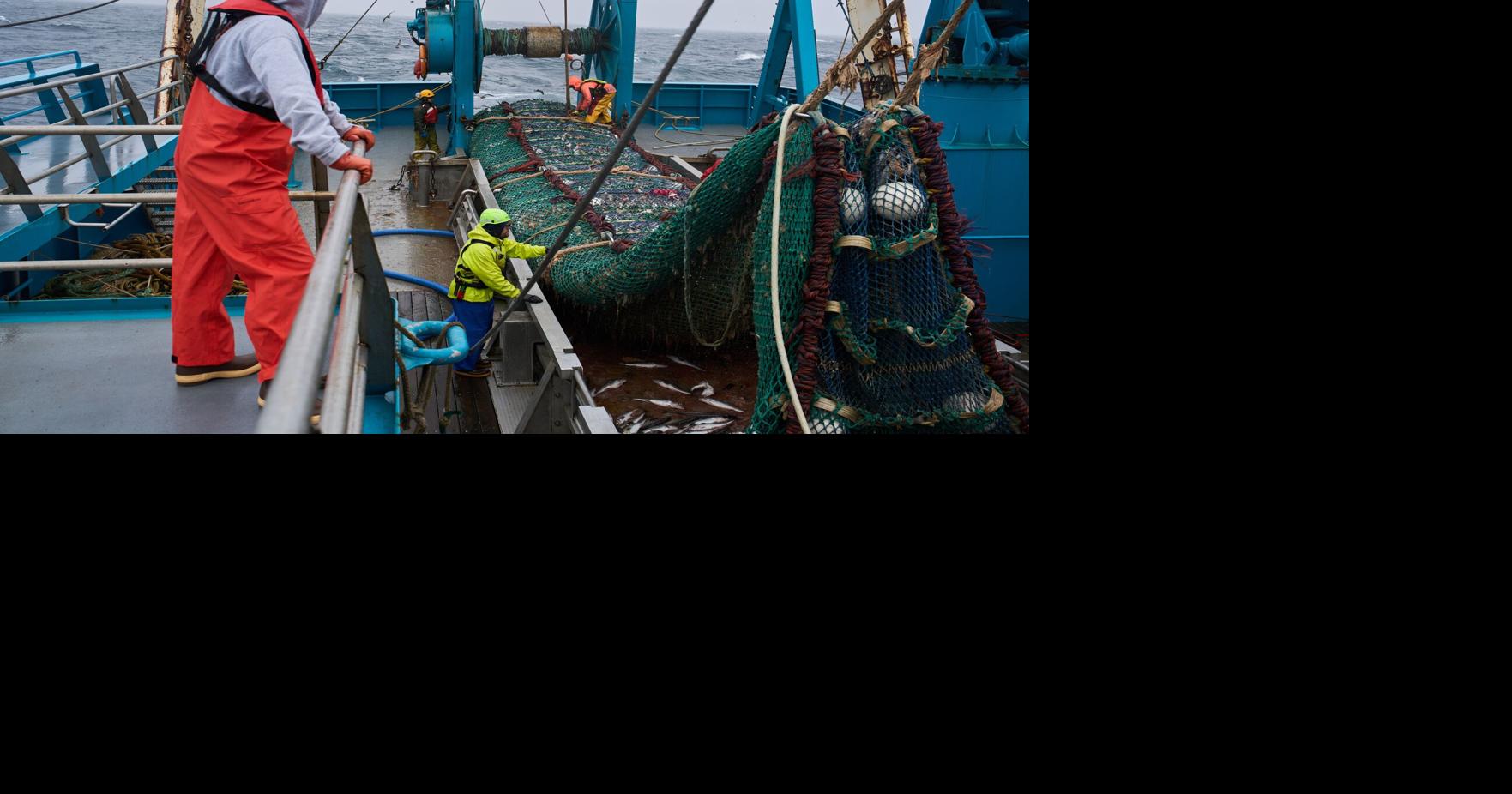 The fish behind America’s fish sticks is fueling a fight over trawling ...