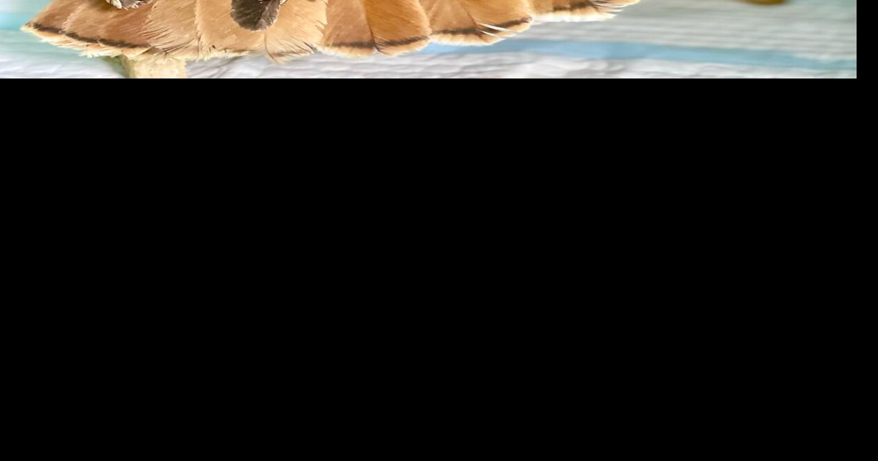 Rescue Gloucester Wildlife sounds the alarm about poisons