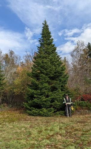 Holiday tree, parade traditions come back | News ...