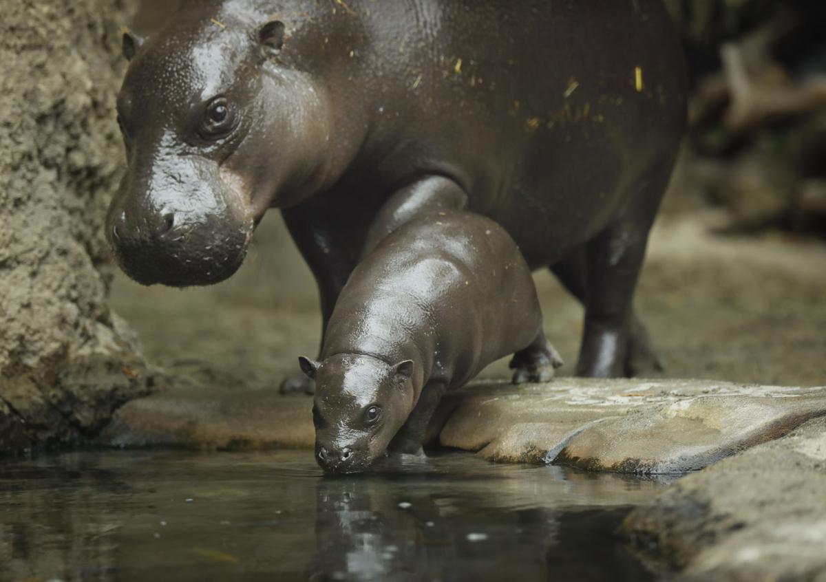 Baby pygmy hippo makes splashy debut at San Diego Zoo | Lifestyle