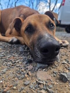 Pet of the Week | Lifestyle | gloucestertimes.com