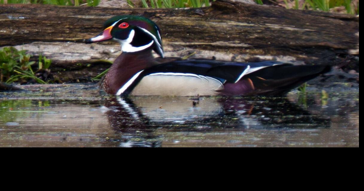 Bird Watch: Sightings from Cape Ann and beyond