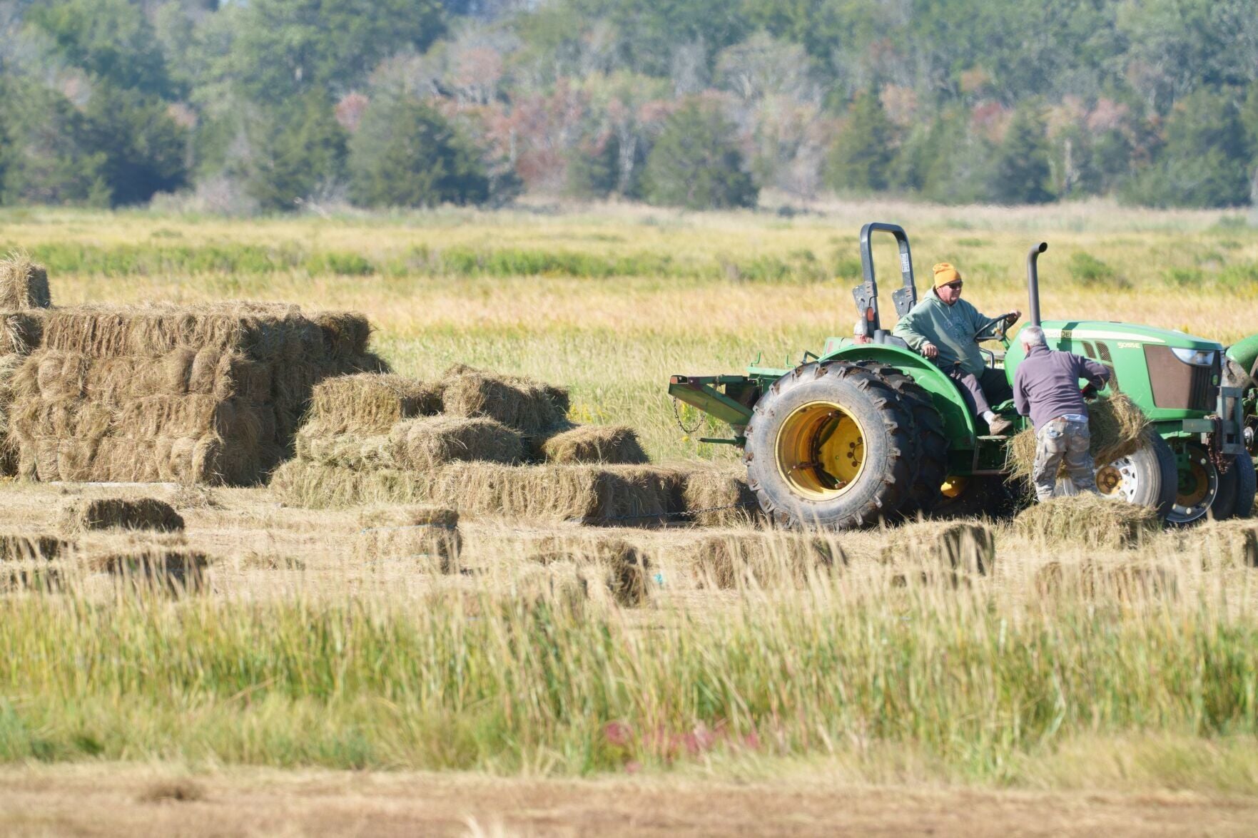 Why salt marsh hay is so important | Local News | gloucestertimes.com