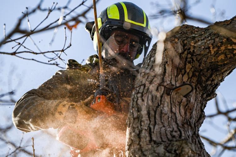 A new era for historic oak tree | Local News | gloucestertimes.com