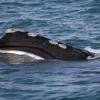Report: Speed compliance to save rare whales could be better