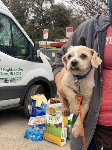100 Texas pets coming to Massachusetts for adoption | Local News ...