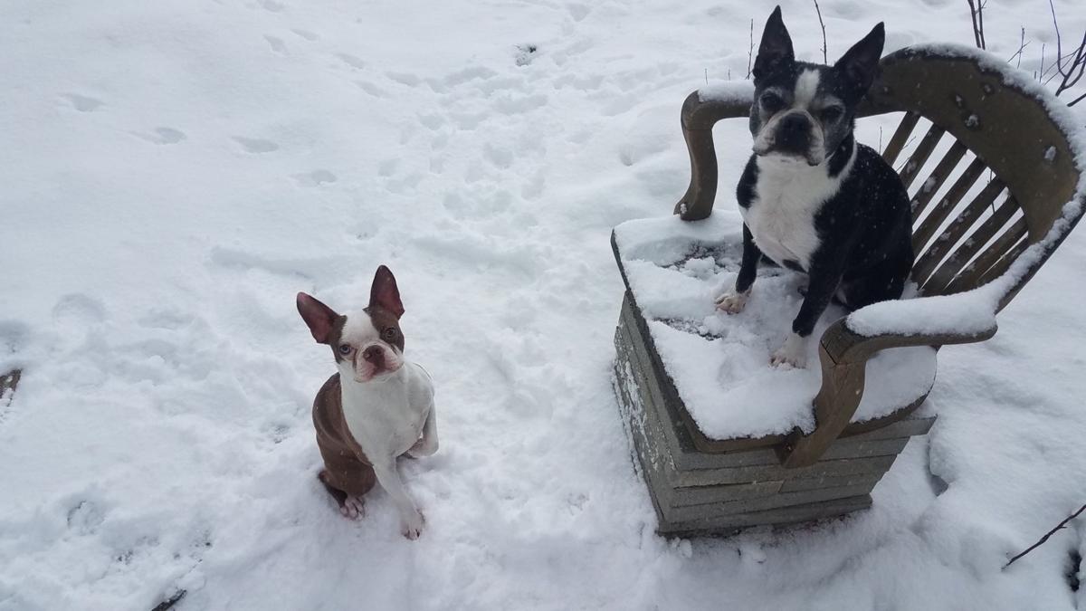 HARRISON and SAMPSON.JPG