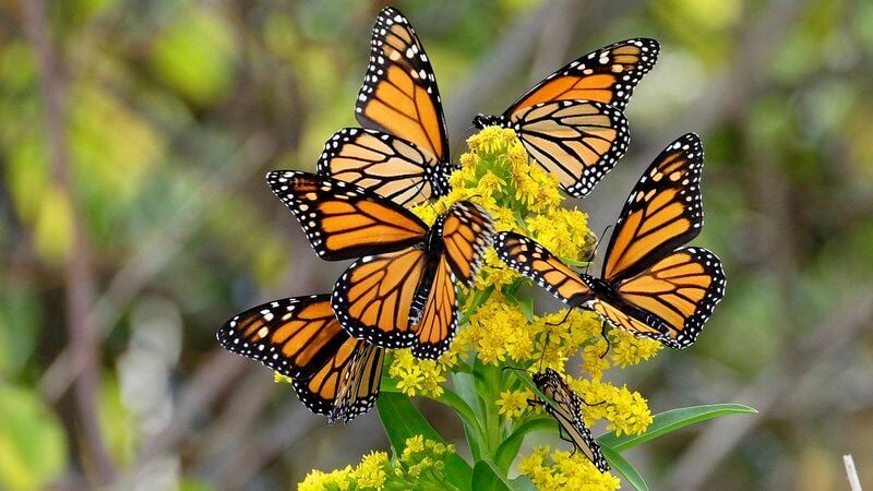 Business grows at new Mexican restaurant with monarch butterflies