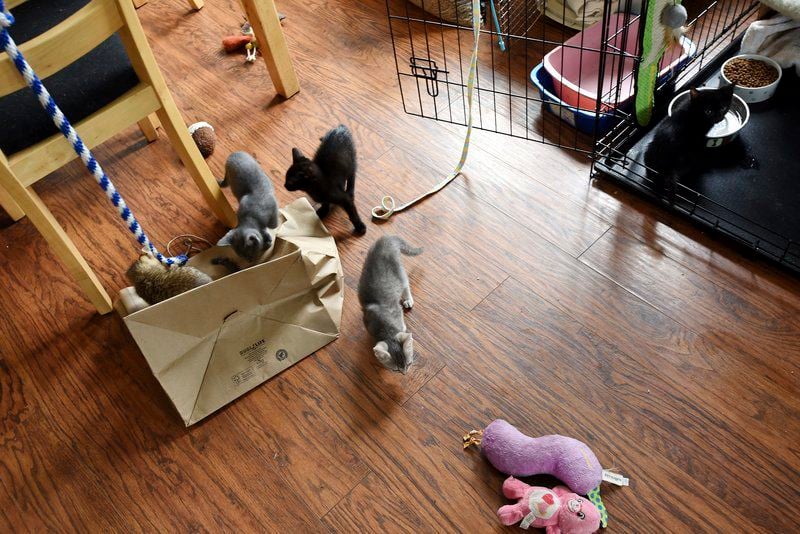 In a litter of seven outlet kittens three are female