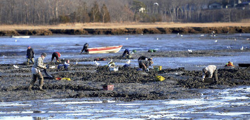 Clamoring For Clams Fishing Industry News Gloucestertimes Com