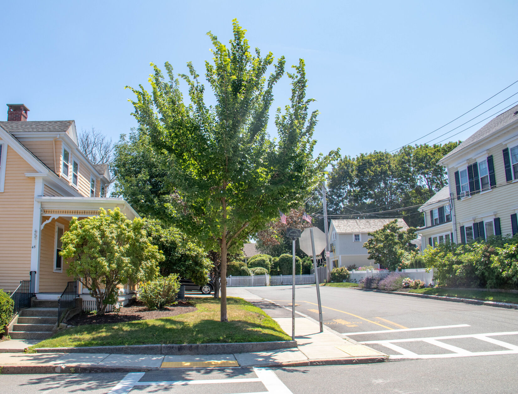A tree-roots organization: Project Elm hits five years of elm tree ...