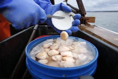 Fishery Management Council to hold first scallop leasing meeting in Gloucester
